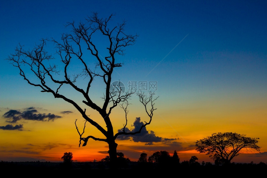 树叶轮廓马尔干枯大树圆光影日落天空背景图片