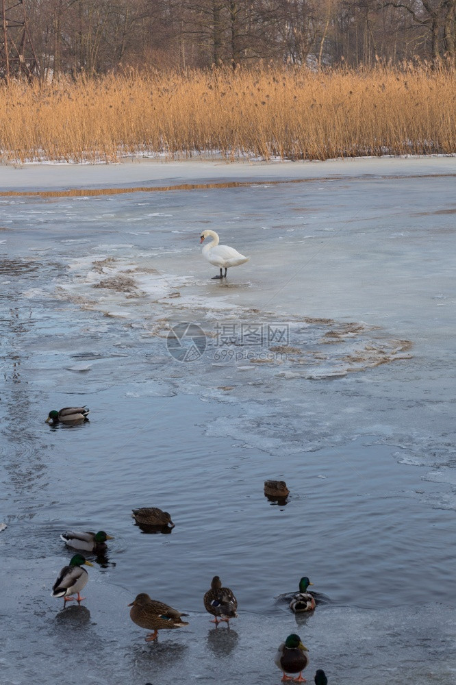 雪冬天游泳拉脱维亚里加市冷冻河和白天鹅带鸭子1402图片