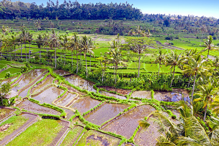 植物学亚洲人印度尼西巴厘岛Sidemen的稻田阶梯自然图片