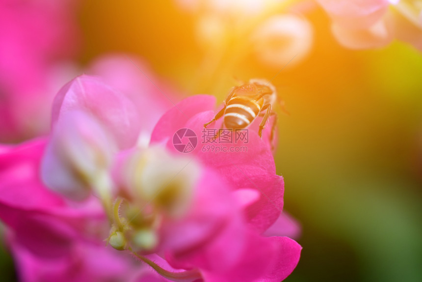 绿化夏天季节粉红花阳光背景图片