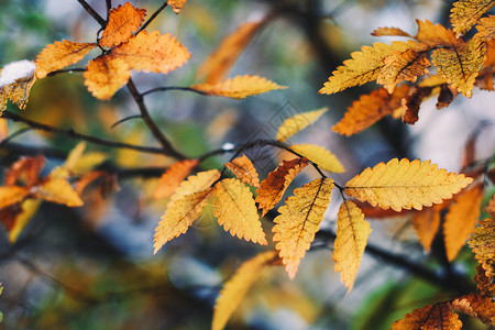 秋天风景优美树叶图片