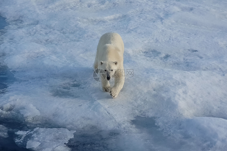 斯匹次卑尔根猎人哺乳动物浮冰上的北极熊捕食者熊浮冰上的北极熊图片