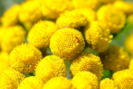 花朵绦虫的草地季节高清图片