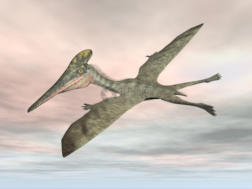 形象的在日落天空飞行的原史前鸟类3D使原史前鸟类3D让原史前鸟类数字的危险图片