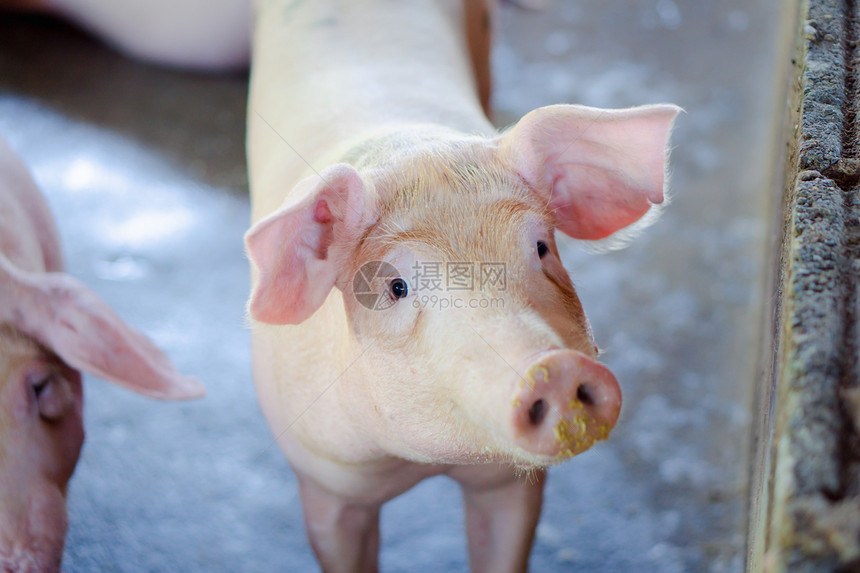 年轻的在东盟当地养猪场和牲畜饲中看起来健康的一群猪标准化清洁的耕作概念没有影响猪生长或繁殖的当地疾病或条件a没有影响猪生长或肥沃图片