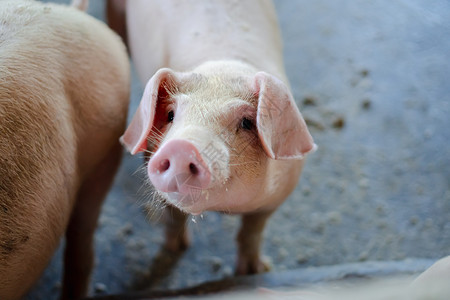 温暖的在东盟当地养猪场和牲畜饲中看起来健康的一群猪标准化清洁的耕作概念没有影响猪生长或繁殖的当地疾病或条件a没有影响猪生长或肥沃图片