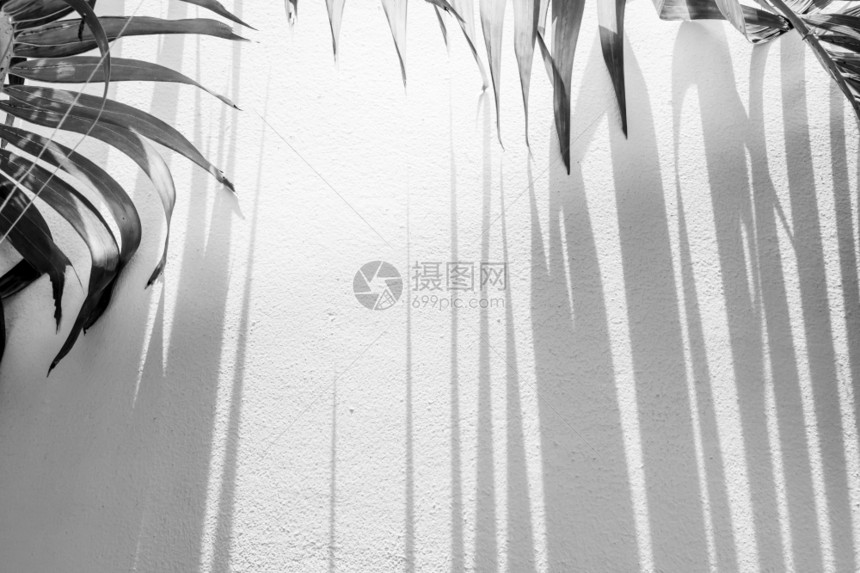 夏天黑色的绿棕榈叶和墙上带条纹的阴影太阳光照耀在墙上的棕榈叶质地图片