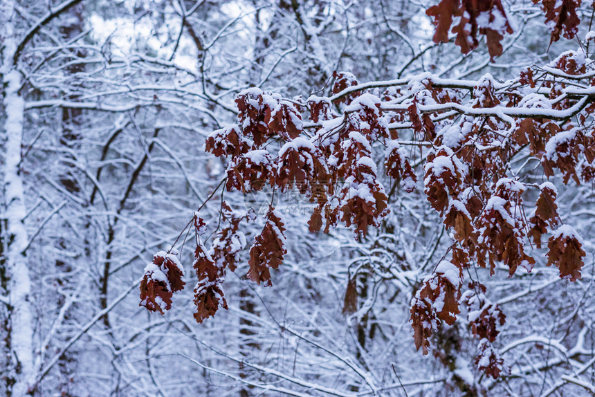 大树枝满棕橡叶覆盖在雪中冬季森林背景节棕色的橡木图片