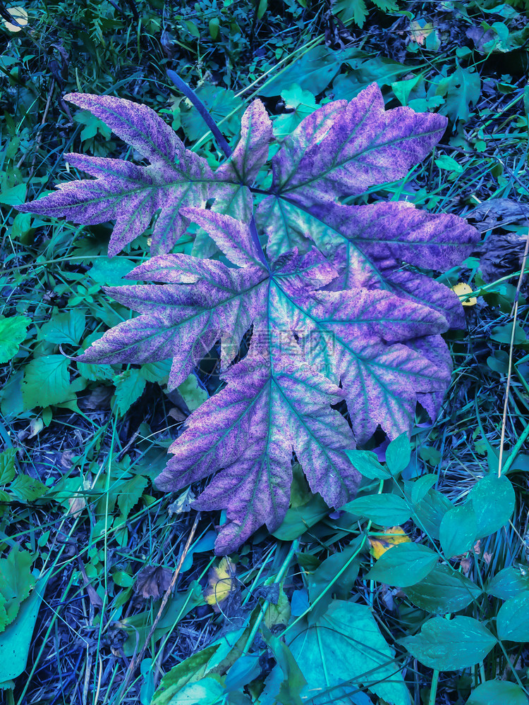 土地紫色的冬天秋季叶落的色彩多和明亮背景森林中的紫色树叶颜多彩图片
