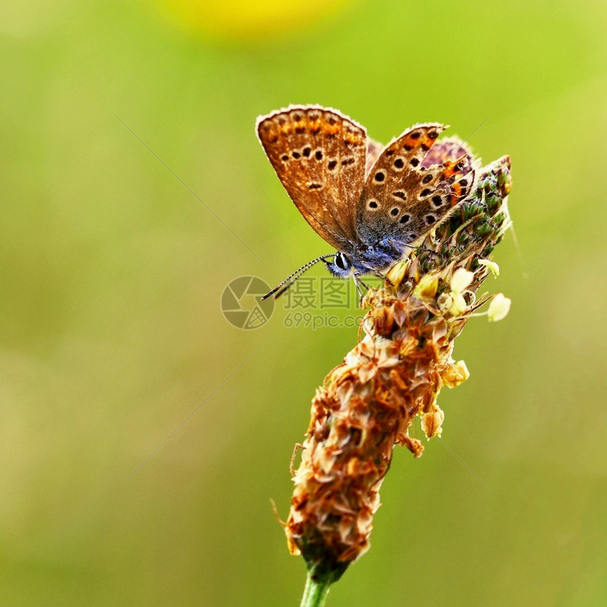 季节美丽的小蝴蝶蓝色皮质结壳自然的宏观镜头近距离接环境翅膀图片