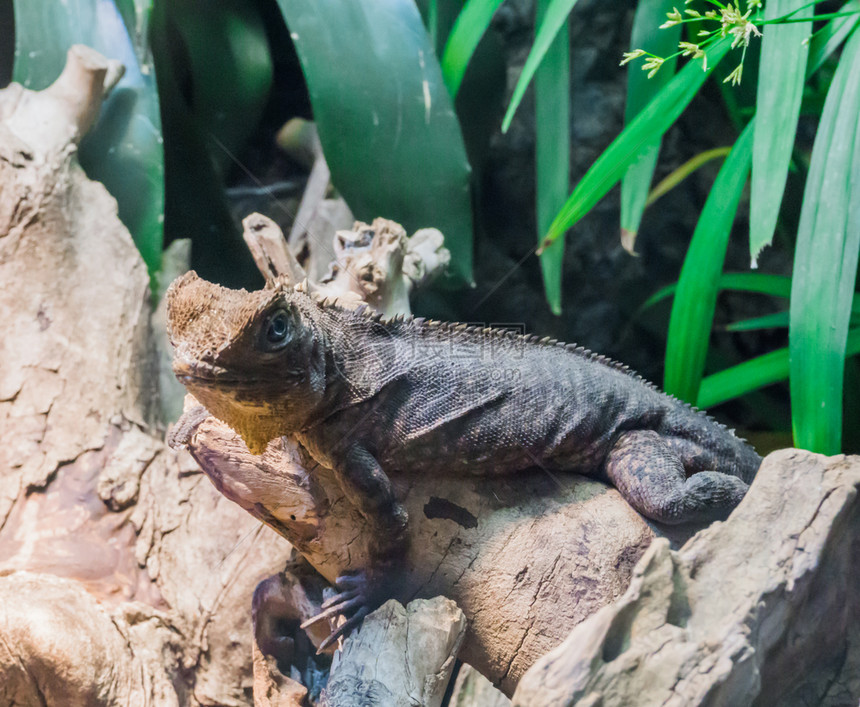 坐在树枝上一只角蜥蜴的爬行动物肖像热带天礼宠物异国情调秤状态图片