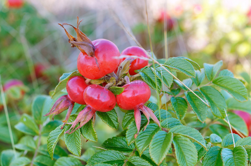 Dogrose的红色浆果药用玫瑰圆形药用玫瑰果圆形dogrose的红色浆果有机水罗莎图片