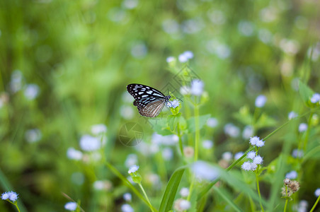 昆虫优雅新鲜的草地花朵上美丽的蝴蝶天然绿地背景模糊图片