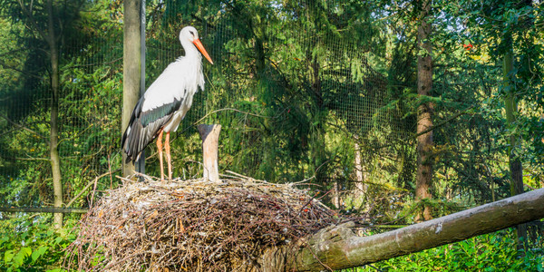 站在鸟巢中观望和环顾四周的白鹤从非洲迁徙来的鸟类猕猴桃动物图片
