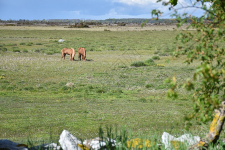 自由美丽的在瑞典群岛奥兰的明亮宽阔草原上放牧马匹南部图片