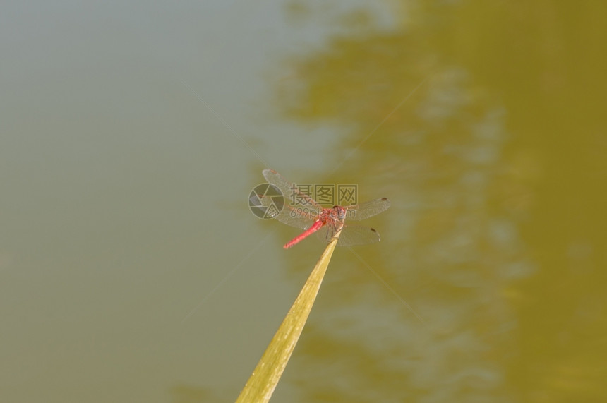 蜻蜓昆虫图片