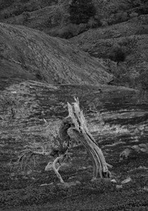 弃云塞浦路斯Tylliria田地上的死树黑白木头图片