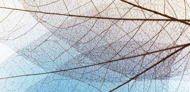 透明的叶子纹路特写图片