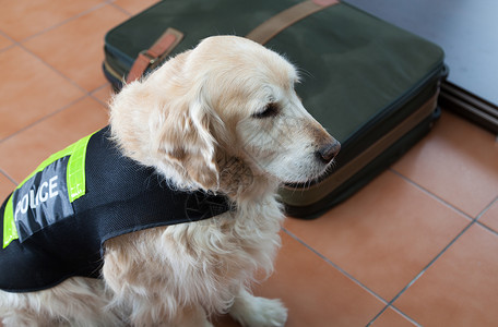 寻狗启示门将麻醉剂金色的寻狗旁边一个装的手提箱巡逻犬背景