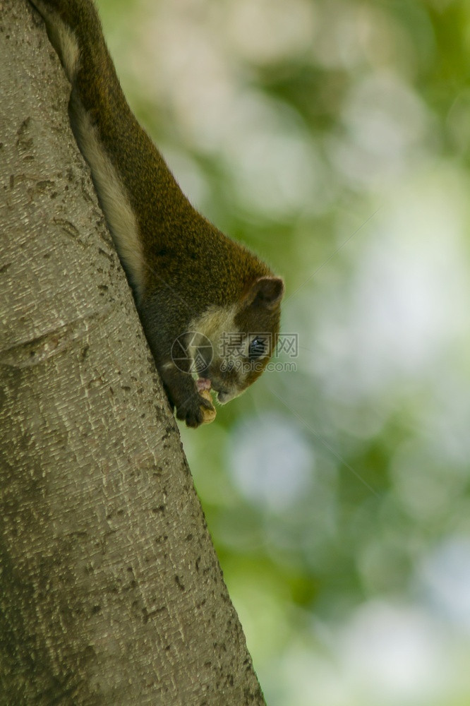 自然一只小松鼠爬上高的树坚果可爱尾巴图片