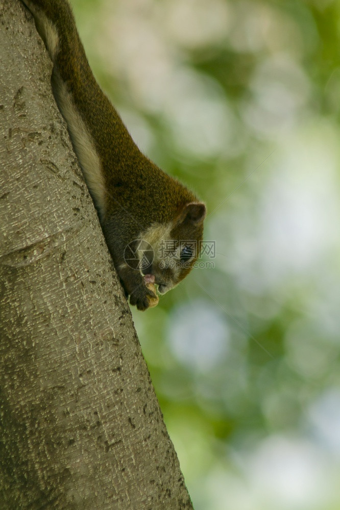 夏天松树一只小鼠爬上高的树坚果哺乳动物图片
