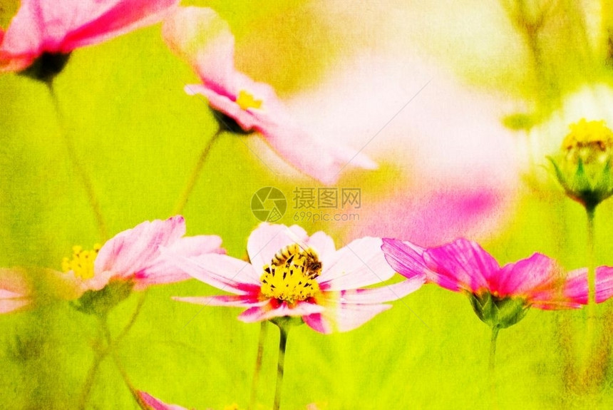 花蜜粉红色普通宇宙中的蜜蜂享受宇宙的双峰之星Cav开花图片