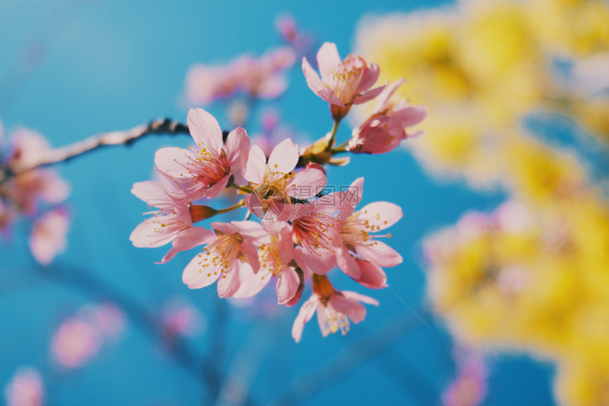 樱桃花和蓝天空背景颜色花瓣图片