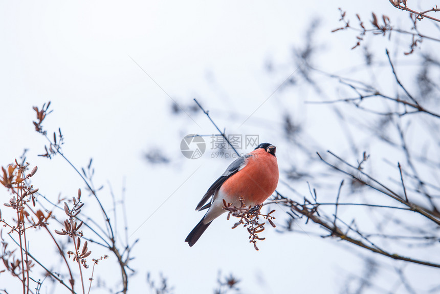 飞行树木头2017年拉脱维亚冬季红鸟旅游照片图片