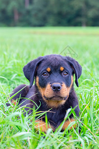可爱的迷人躺在草地上小罗维勒狗的肖像舍内维尔图片