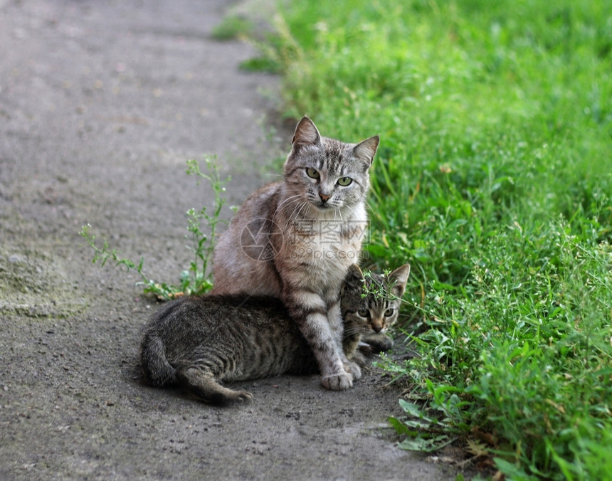 混血儿保护路面一只成年猫和小坐在草坪旁边的人行道上动物图片