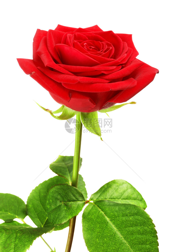 盛开装饰单红玫瑰花在白色背景上孤立的红玫瑰花庆典图片