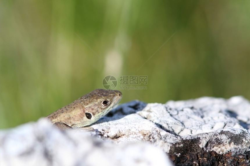 看隐藏在石灰岩后面的欧洲绿蜥蜴NameEuropean绿色蜥蜴藏在石灰岩后美丽的荒野图片