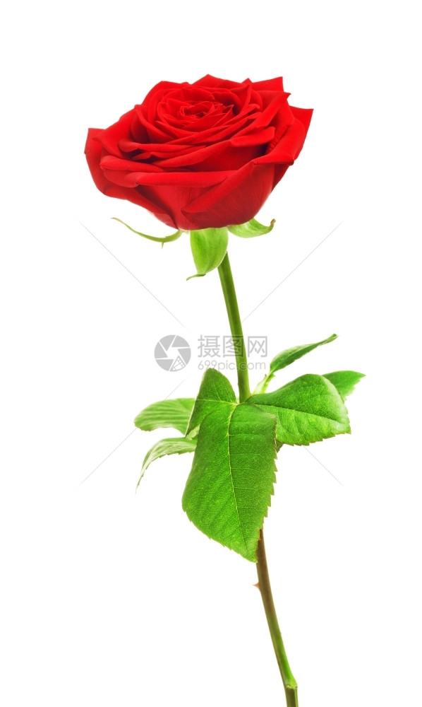 植物群单身的照片红玫瑰花在白背景上孤立图片