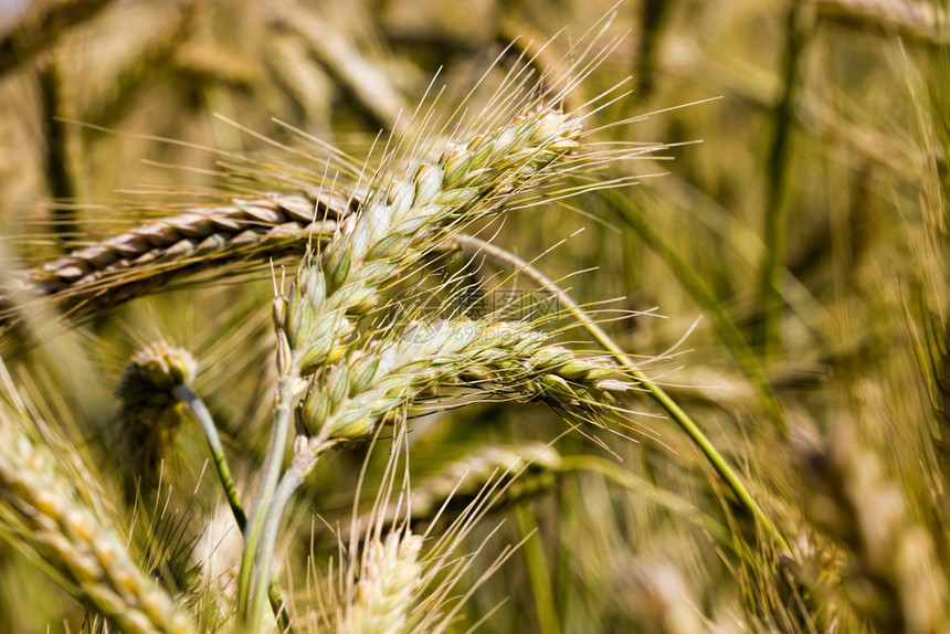 旭日形首饰夏季黄小麦这是农业谷物的一片田地几乎成熟可以在夏季收获黄色小麦在夏季收获黄麦保险杠为了图片