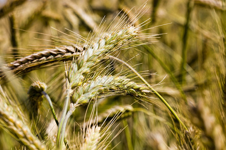保释旭日形首饰夏季黄小麦这是农业谷物的一片田地几乎成熟可以在夏季收获黄色小麦在夏季收获黄麦保险杠为了背景