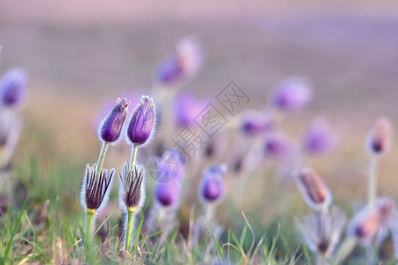 美丽的紫色小辣椒花普尔萨提拉大美人在日落时春草原上闪耀爱开花草地图片