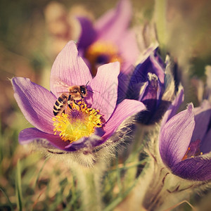 太阳美丽的紫色小辣椒花普尔萨提拉大美人在日落时春草原上闪耀绽放植物图片