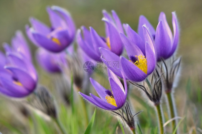 美丽的紫色小辣椒花普尔萨提拉大美人在日落时春草原上闪耀天夏花的图片