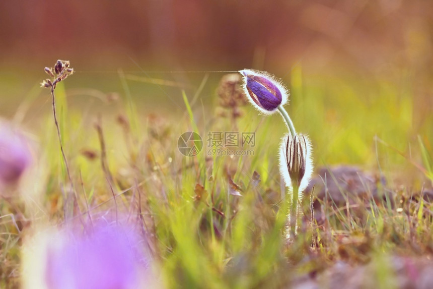 柔软的山散景美丽紫色小辣椒花普尔萨提拉大美人在日落时春草原上闪耀图片
