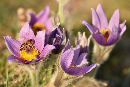 夏天绽放细节美丽的紫色小辣椒花普尔萨提拉大美人在日落时春草原上闪耀图片