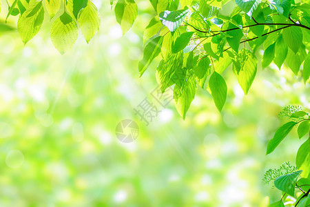 春青绿叶阳光深明有美丽的bokeh效果空间复制树早晨年轻的图片