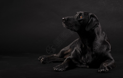 黑拉布多狗坐在地板上仰望着黑人背景的侧面友好有趣盯图片