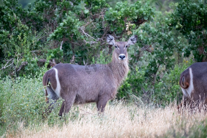 肯尼亚大草原上的一些羚羊肯尼亚大草原上的羚羊旅行动物绿色图片