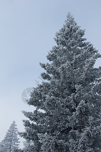 场景白色的连续下坡山冬季风景上雪覆盖的雨林图片