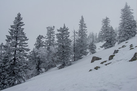 冬天旅行山季风景坡上雪覆盖的雨林针叶图片