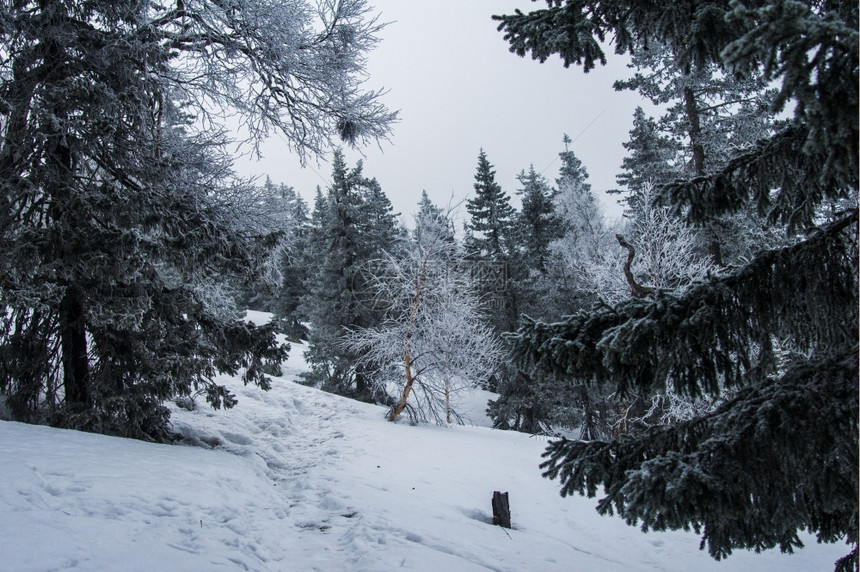 树山冬季风景坡上雪覆盖的雨林连续下坡景观图片