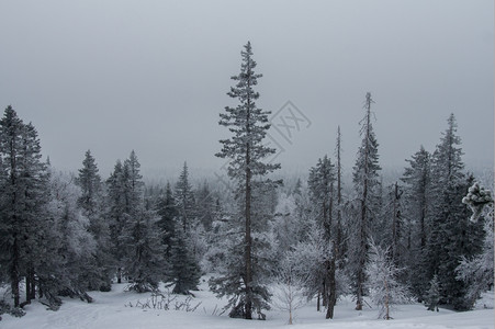 冷冻山冬季风景坡上雪覆盖的雨林仙境新鲜图片