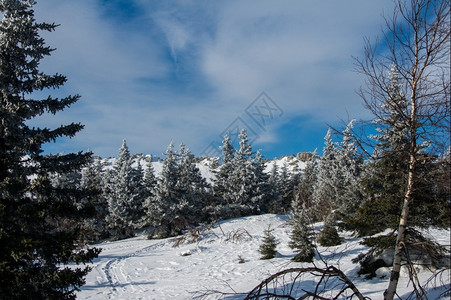 山冬季风景坡上雪覆盖的雨林云加拿大温度图片