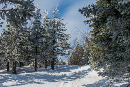 季节奥夫钦尼科山冬季风景坡上雪覆盖的雨林荒野图片