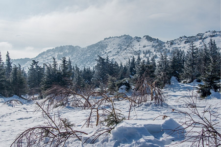 连续下坡山冬季风景上雪覆盖的雨林场景白雪皑图片